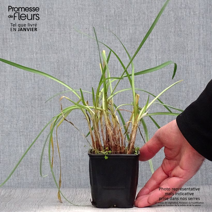 Tulbaghia cominsii Violacea - Society Garlic 8/9 cm pot sample as delivered in winter