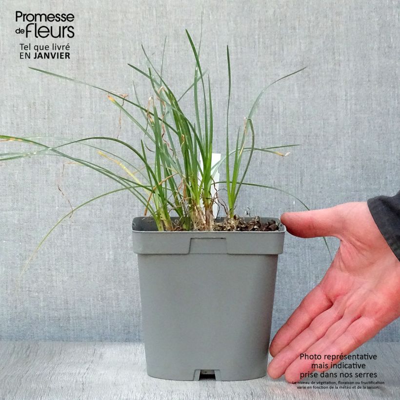 Tulbaghia violacea Ashanti - Society Garlic 2L/3L pot sample as delivered in winter