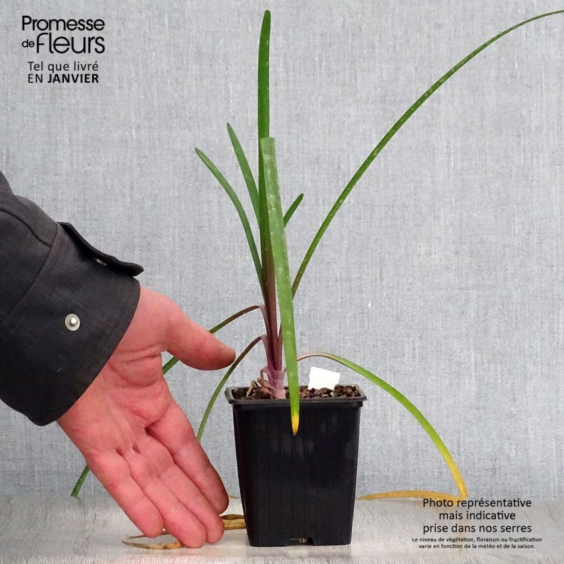 Tulbaghia violacea Kilimanjaro 8/9 cm pot sample as delivered in winter