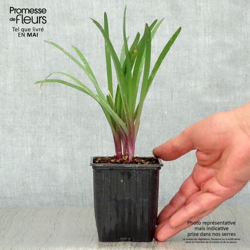 Tulbaghia violacea Kilimanjaro 8/9 cm pot sample as delivered in spring