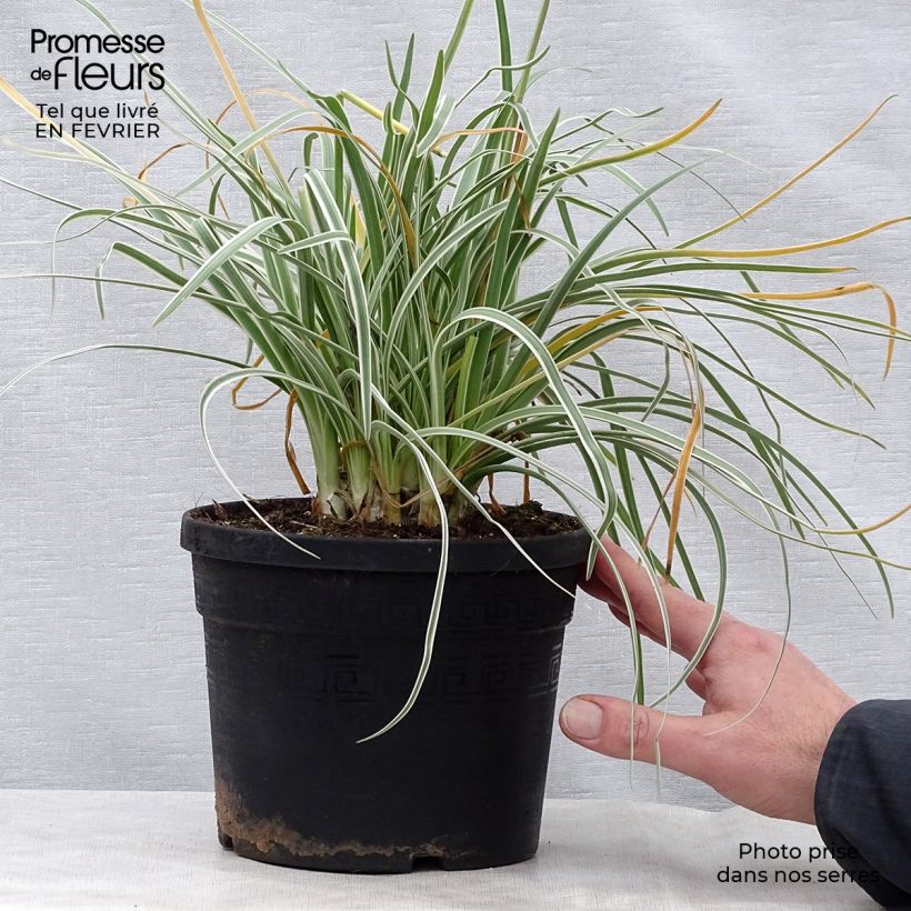 Tulbaghia violacea Silver Lace - Society Garlic 2L/3L pot size I sample as delivered in winter