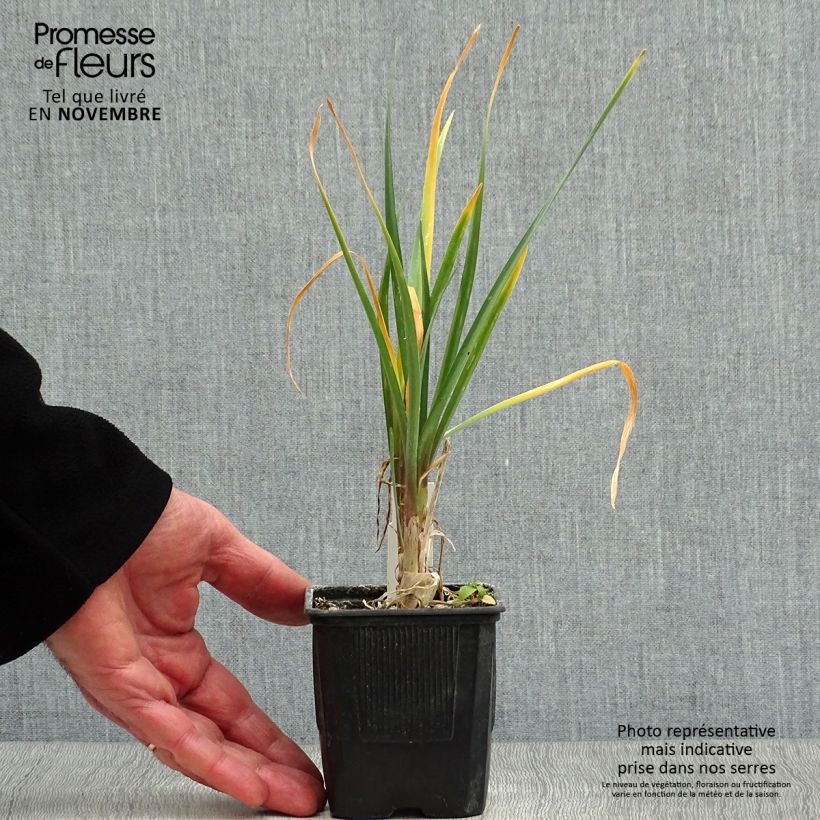 Tulbaghia violacea - Society Garlic 8/9 cm pot sample as delivered in autumn