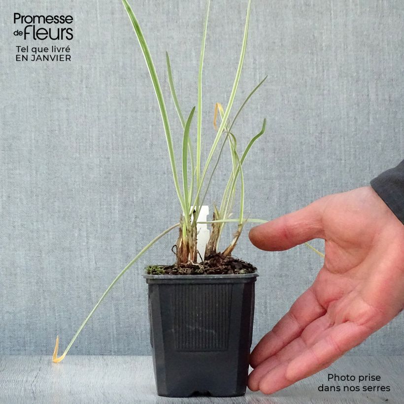 Tulbaghia violacea Silver Lace - Society Garlic 8/9 cm pot sample as delivered in winter