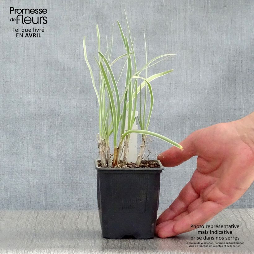 Tulbaghia violacea Silver Lace - Society Garlic 8/9 cm pot sample as delivered in spring