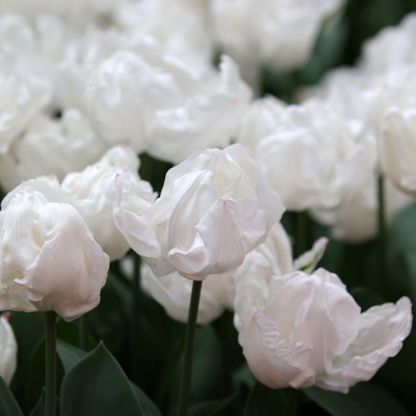 Tulipa Rejoyce - triumph tulip (Flowering)