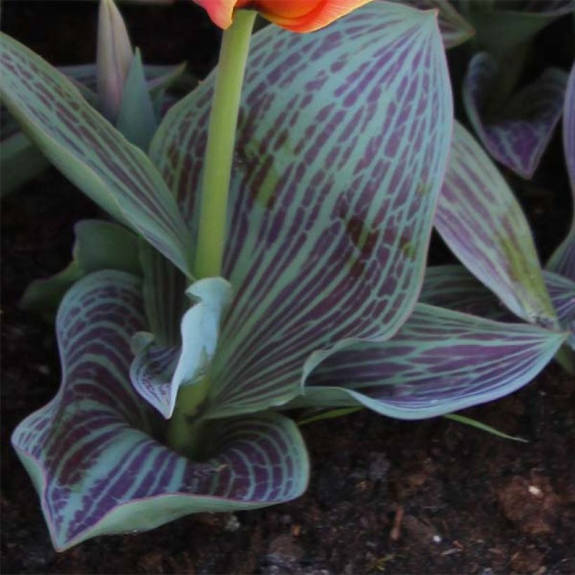 Tulipa Corsage (Foliage)
