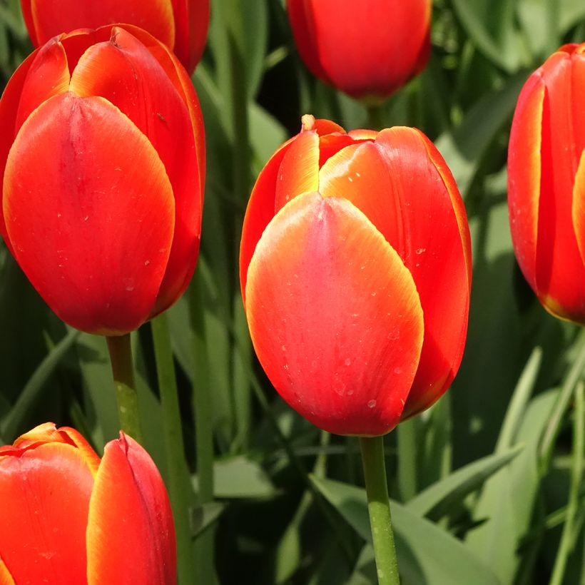 Tulipa World's Favourite - Darwin hybrid Tulip (Flowering)