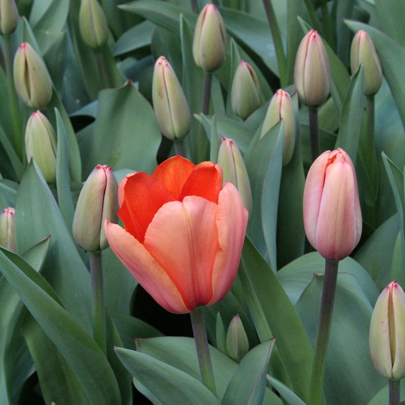 Tulipa 'Apricot Impression' (Flowering)