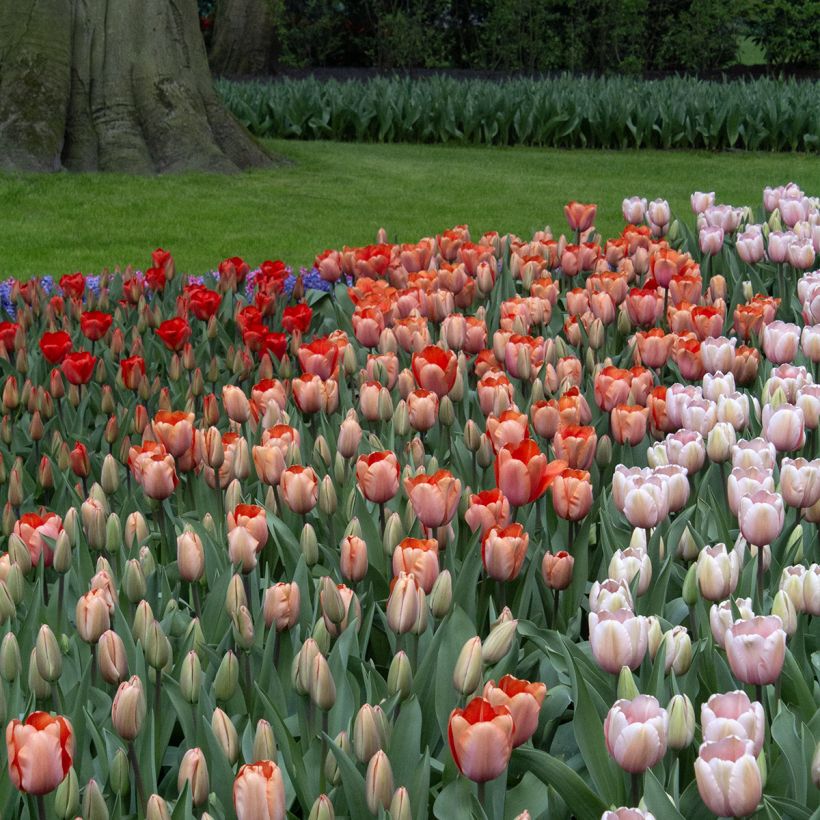 Tulipa 'Apricot Impression' (Plant habit)