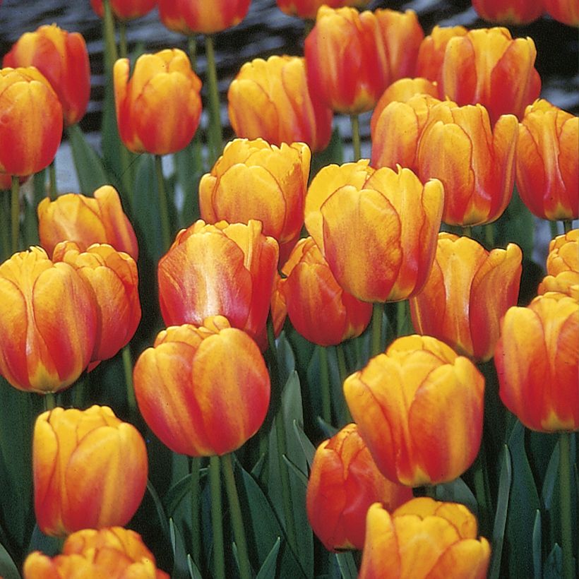 Tulipa Hybrid Darwin Blushing Apeldoorn - Darwin hybrid Tulip (Flowering)