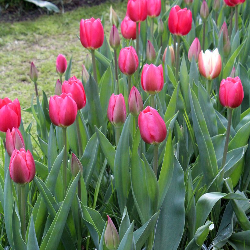 Tulipa 'Cherry Delight' (Plant habit)
