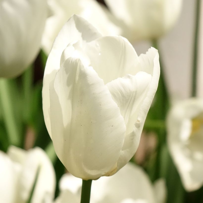 Tulipa Hakuun (Flowering)