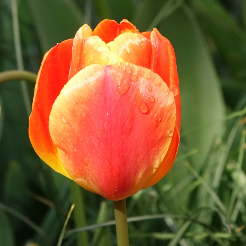 Tulipa Darwin hybrid Orange Lion - Darwin hybrid Tulip (Flowering)