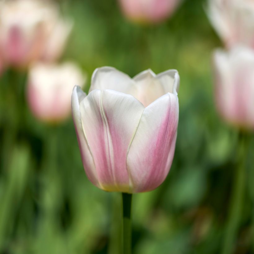 Tulipa Royal Pride - Darwin Hybrid Tulip (Flowering)