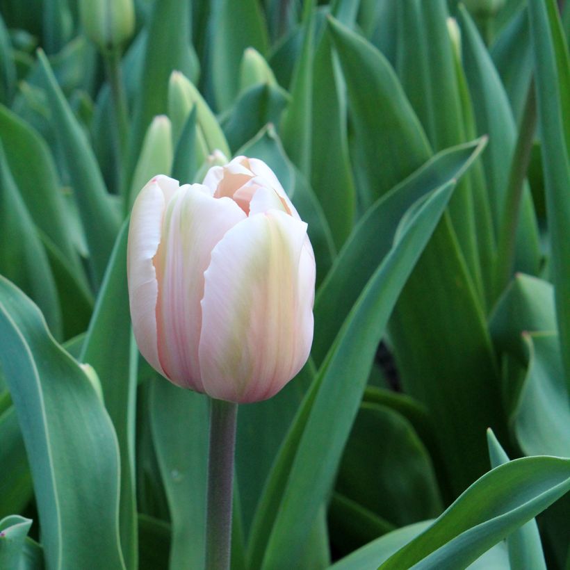 Tulipa Salmon Impression (Flowering)