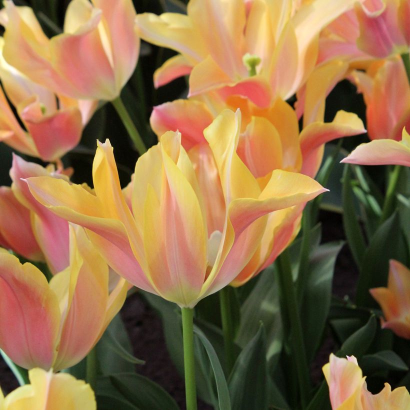 Tulipa Marianne (Flowering)