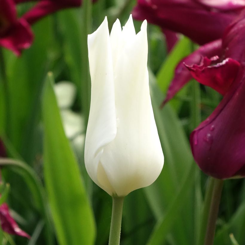 Tulipa White Triumphator (Flowering)