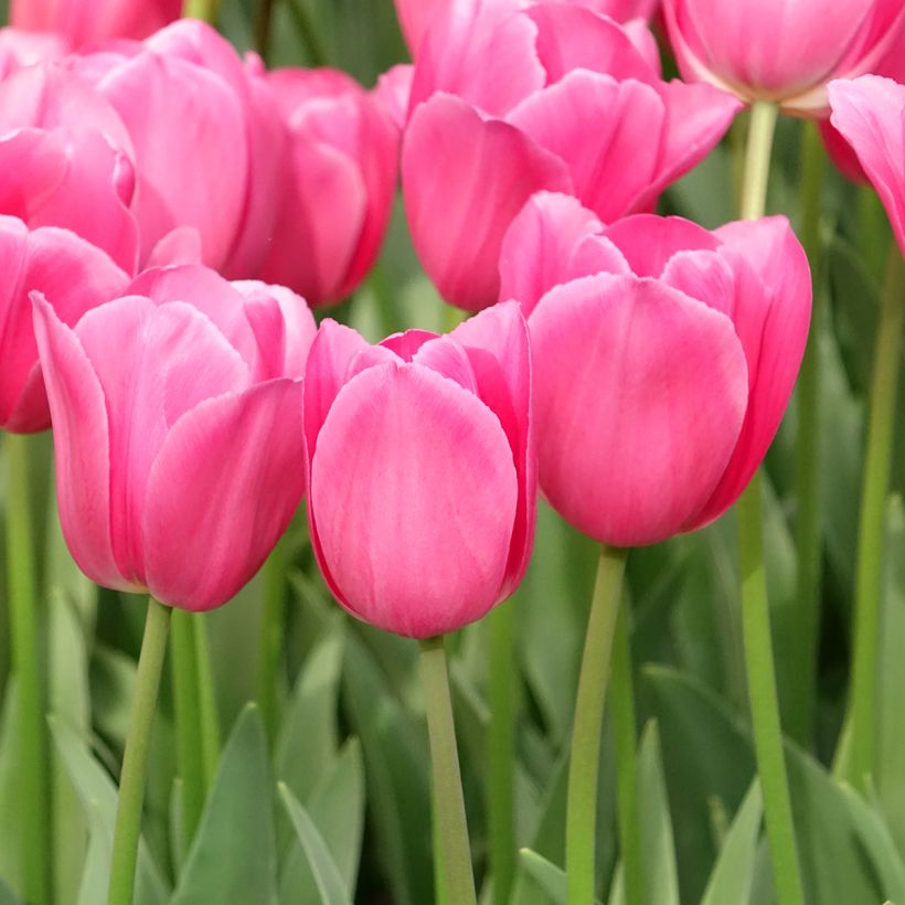 Tulipa Barcelona (Plant habit)