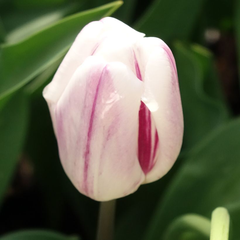 Tulipa Triumph Flaming Flag (Flowering)