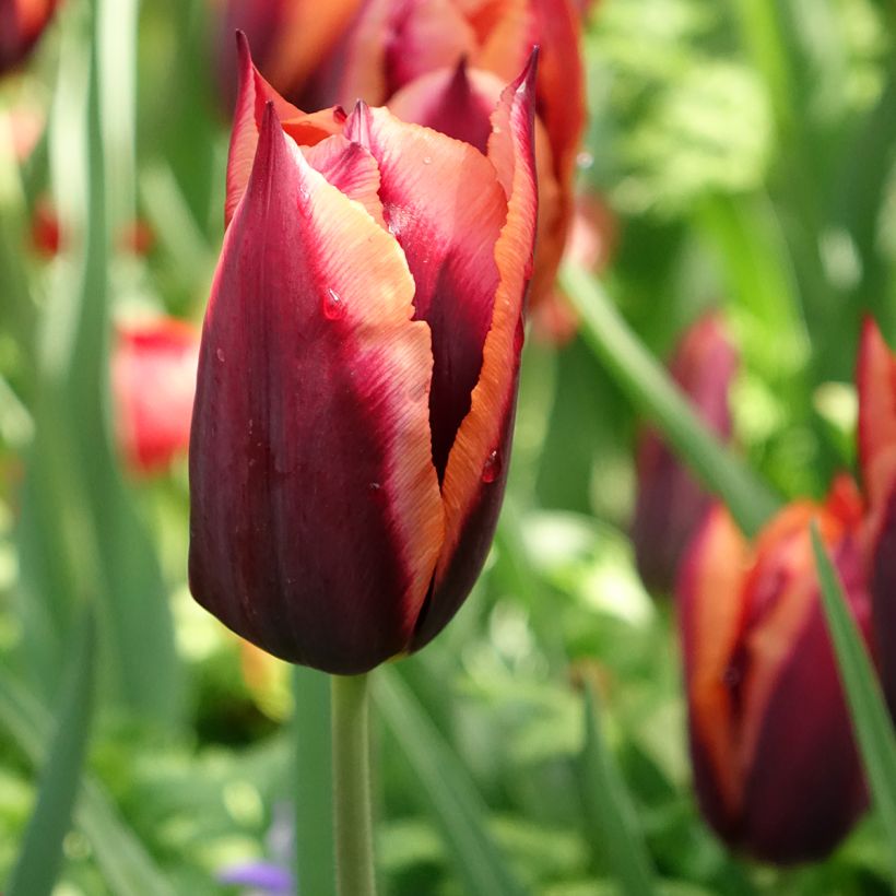 Tulipa Muvota - Triumph Tulip (Flowering)