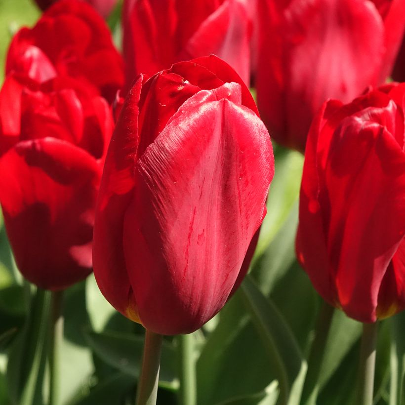 Tulipa Triumph Strong Love (Flowering)