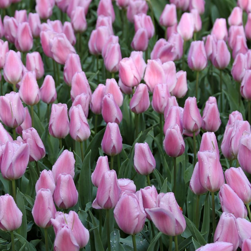 Tulipa Triumph Synaeda Amor (Flowering)