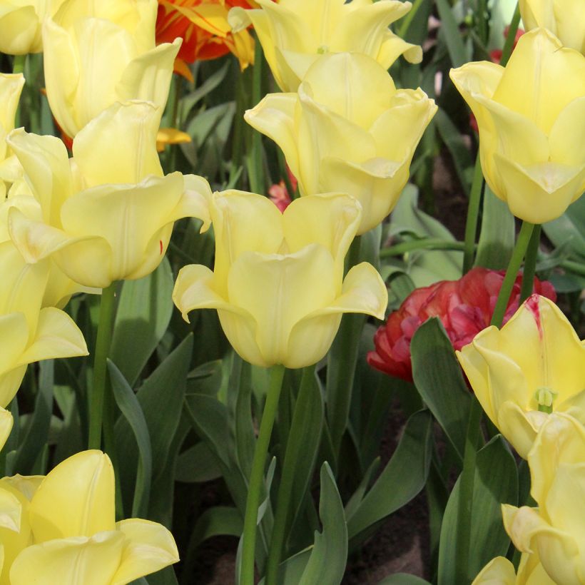 Tulipa World Friendship - Triumph Tulip (Plant habit)