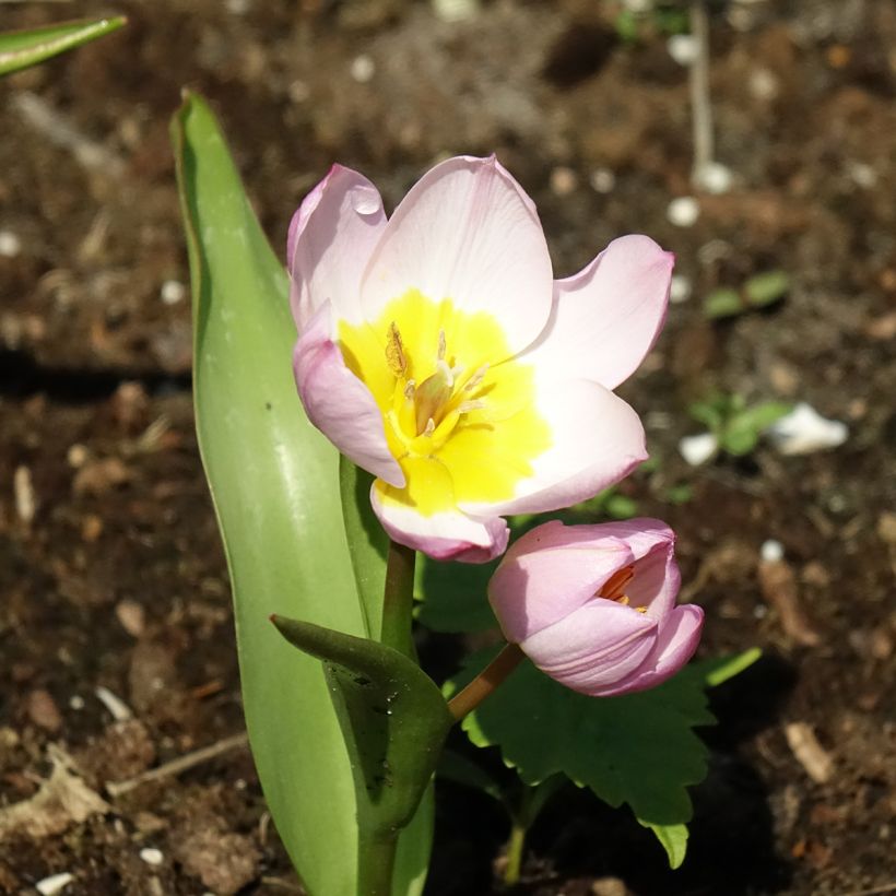 Tulipa bakeri Lilac Wonder (Flowering)