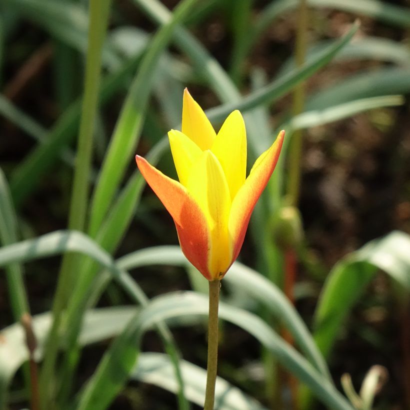 Tulipa clusiana var. chrysantha Tubergens Gem (Flowering)