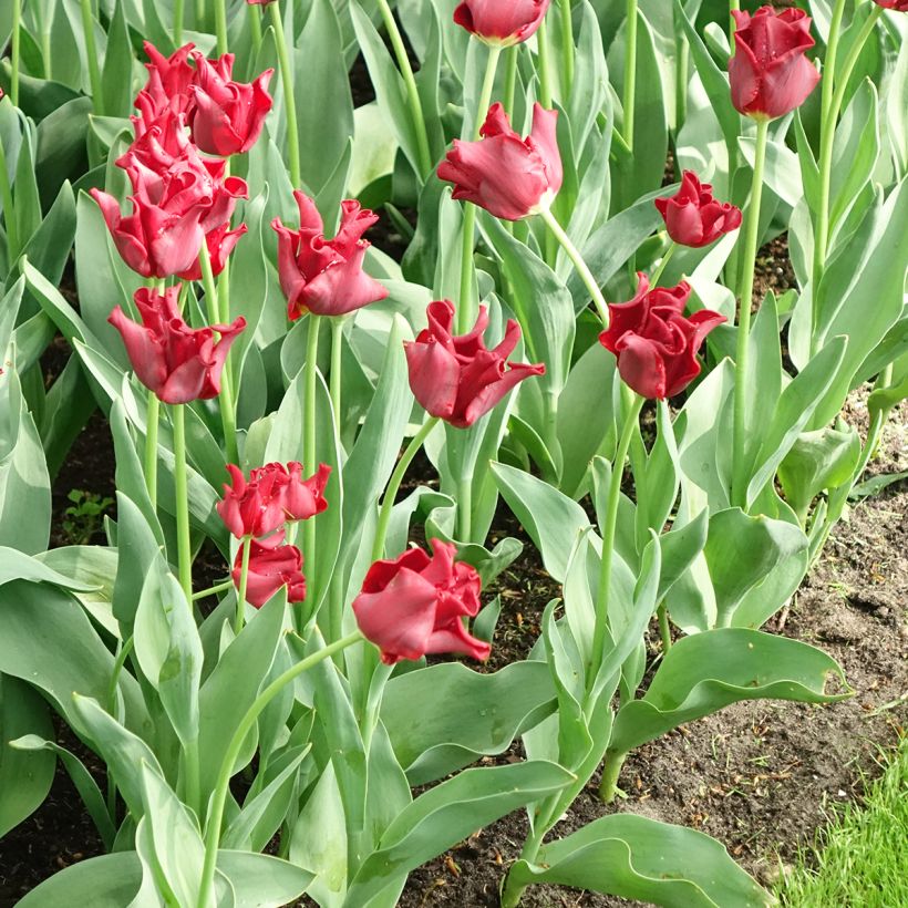 Tulipa 'Red Dress' (Flowering)