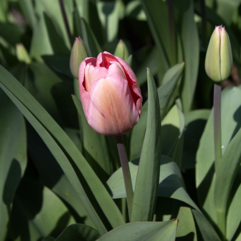 Tulipa Darwin Pink Impression - Darwin hybrid Tulip (Flowering)