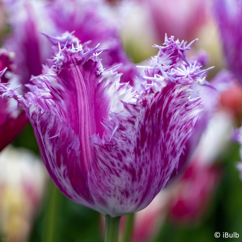 Tulipa  Purple Circus - Tulipe frangée Purple Circus, Tulipe dentelle Purple Circus (Flowering)