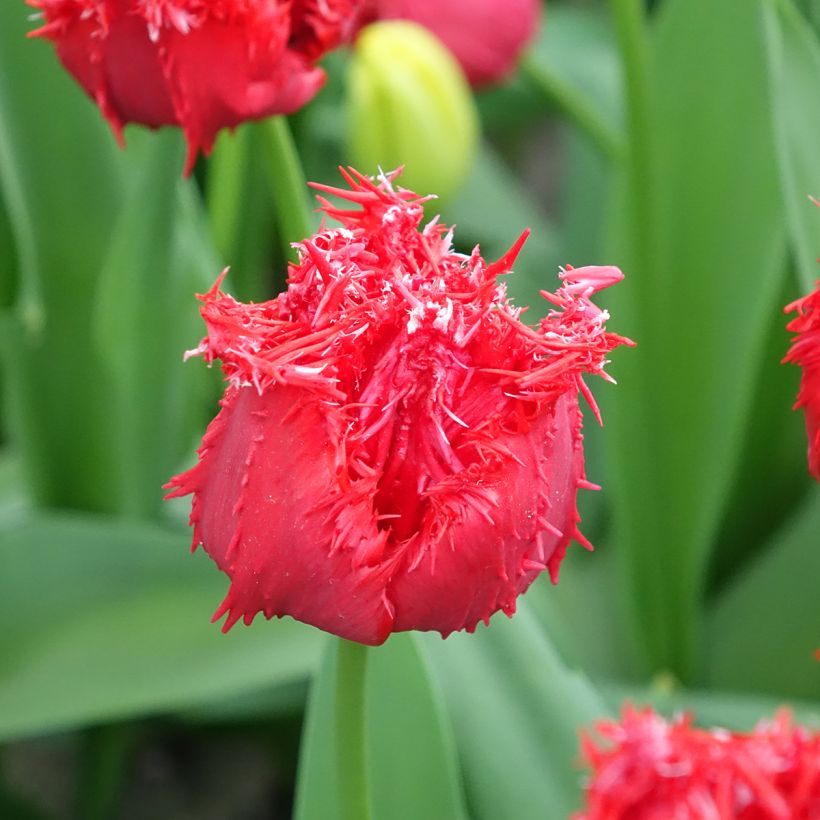 Tulipa crispa Barbados - Fringed Tulip (Flowering)