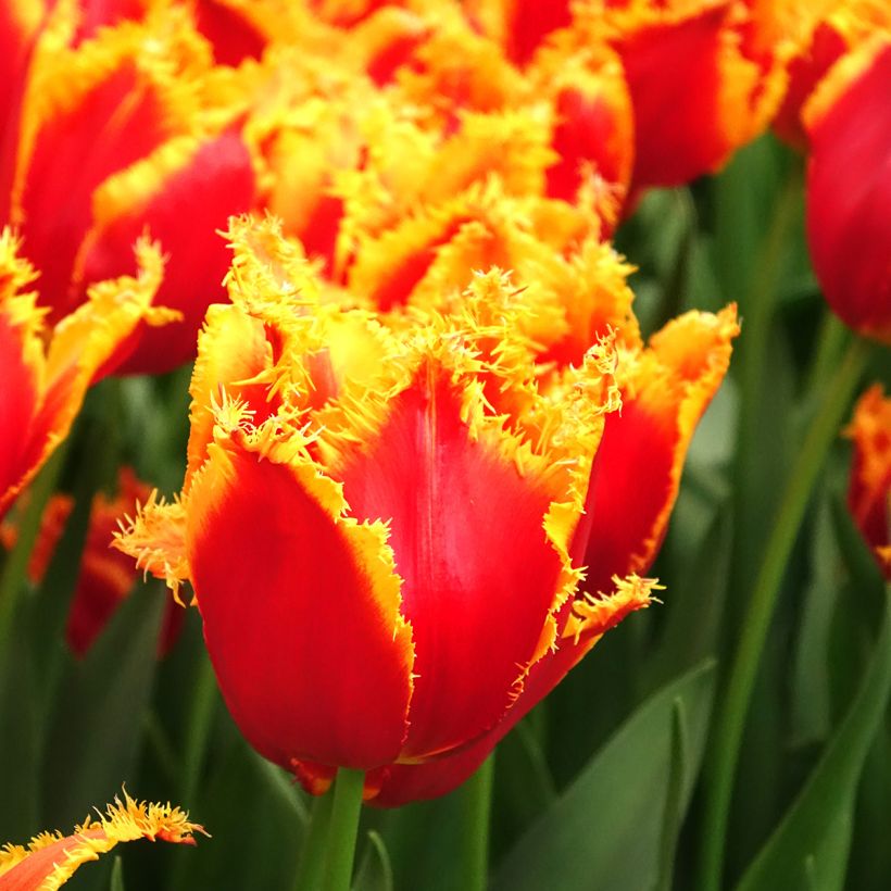 Tulipa crispa Fabio - Fringed Tulip (Flowering)