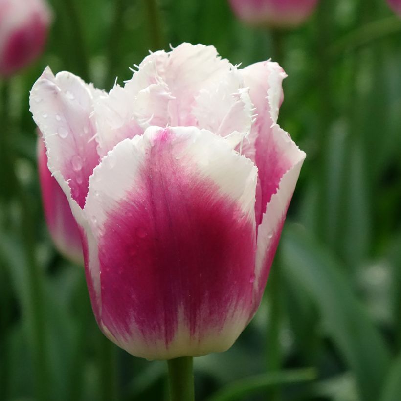 Tulipa crispa 'Siesta' (Flowering)