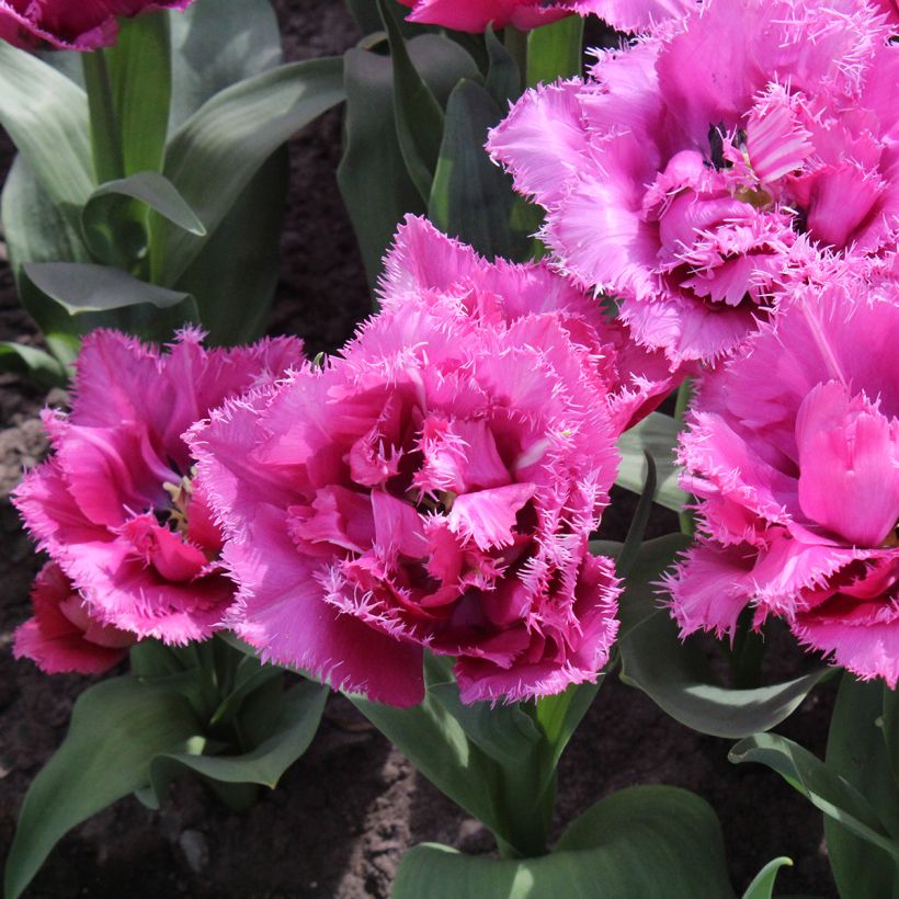 Tulipa crispa Match Point (Flowering)
