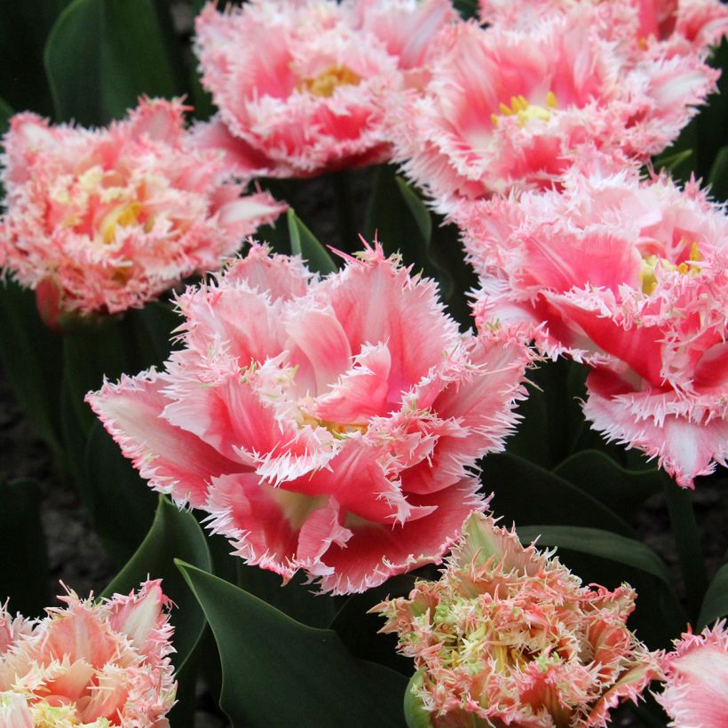 Tulipa crispa Queensland - Fringed Tulip (Flowering)