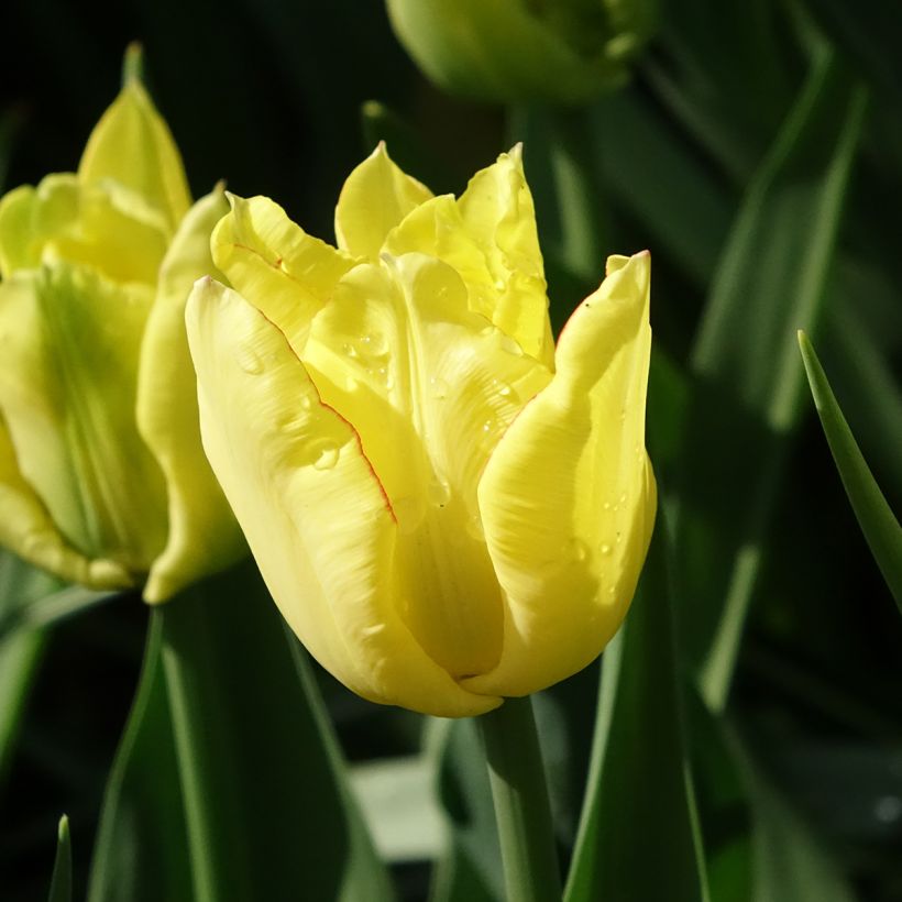 Tulipa Aquilla- Double Early Tulip (Flowering)