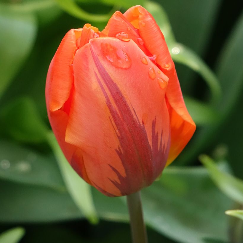 Tulipa 'Hermitage' (Flowering)