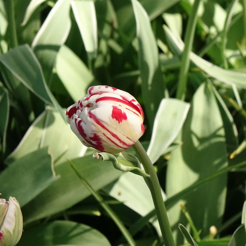 Tulipa Nice Carnival - Double Late Tulip (Flowering)
