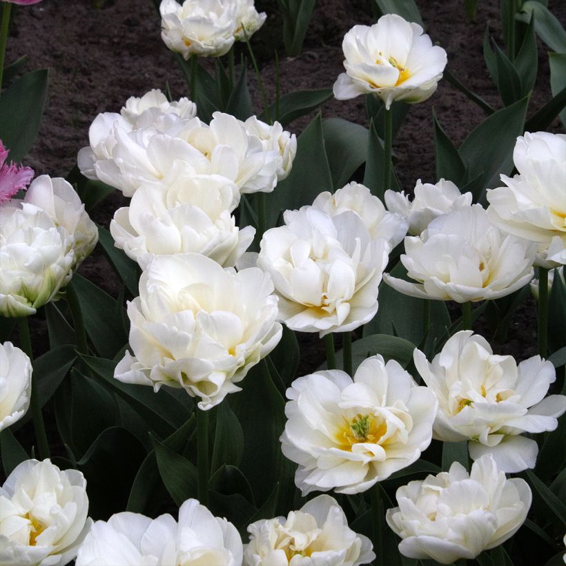 Tulipa Cool - Late double Tulip (Flowering)