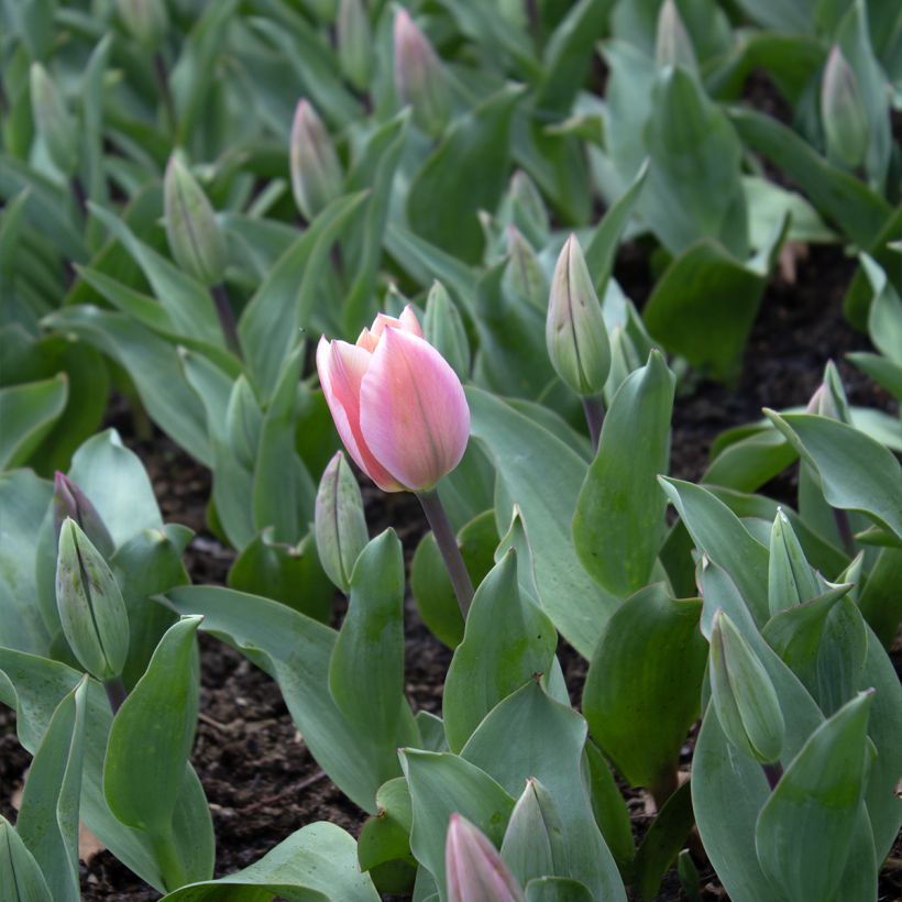 Tulipa Albert Heijn (Flowering)
