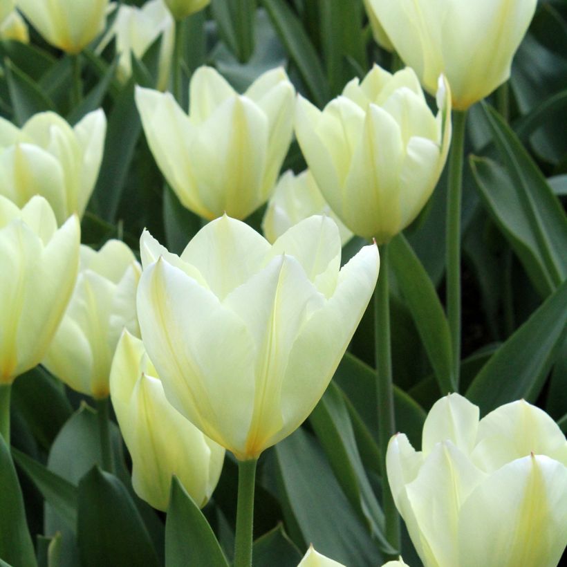 Tulipa fosteriana Purissima (Flowering)