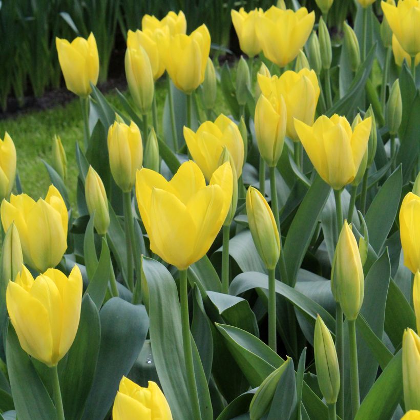 Tulipa fosteriana 'Sweetheart' (Flowering)