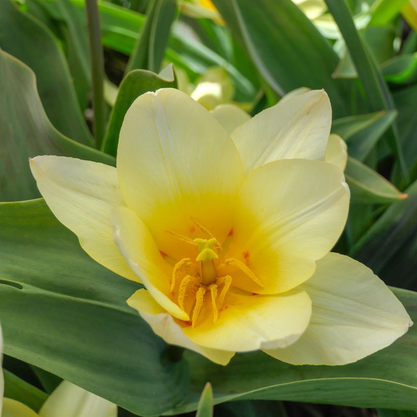 Tulipa White Fire - Tulipe botanique greigii, Tulipe de Greig (Flowering)