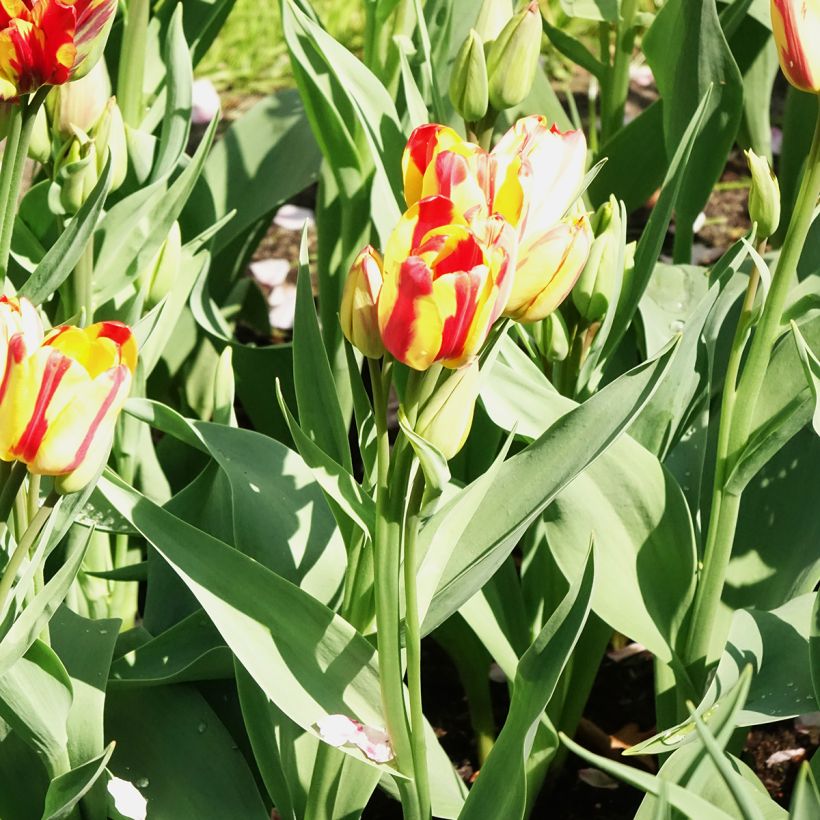 Tulipa Sunshine Club - Mutliple flowering Tulip (Flowering)