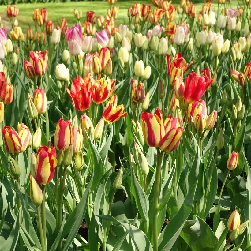 Tulipa Sunshine Club - Mutliple flowering Tulip (Plant habit)