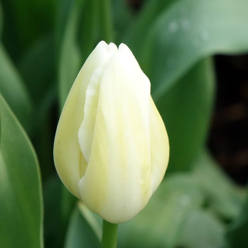 Tulipa Maureen - Early simple Tulip (Flowering)