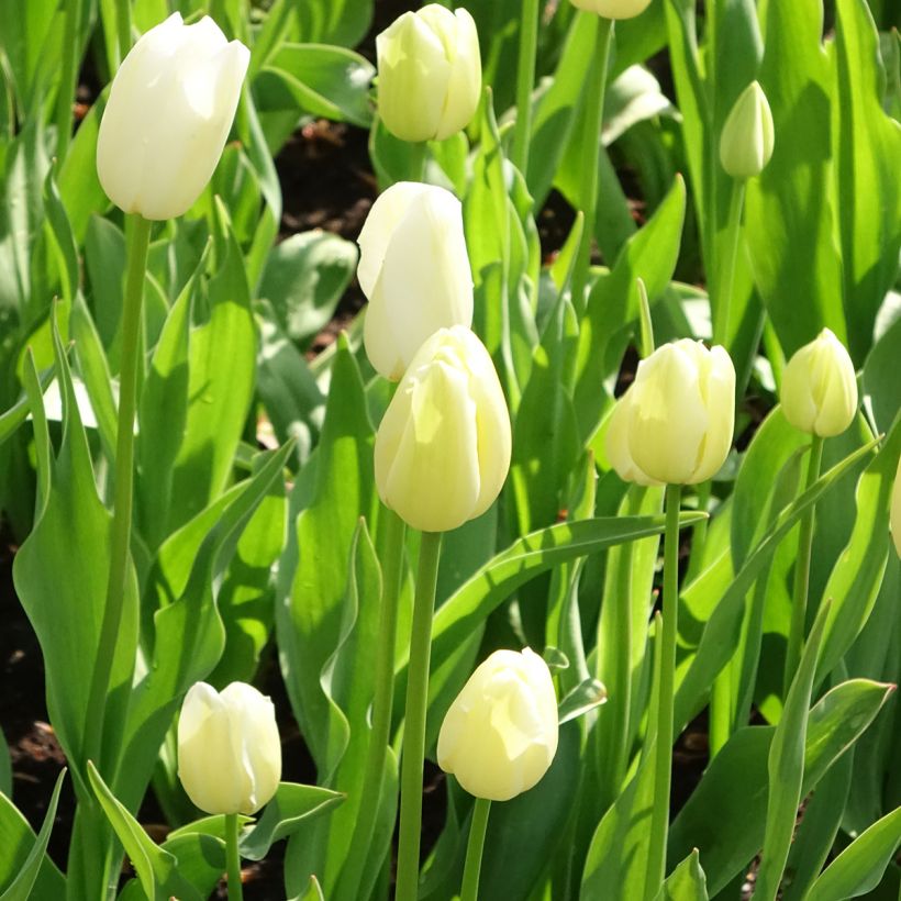 Tulipa Maureen - Early simple Tulip (Plant habit)