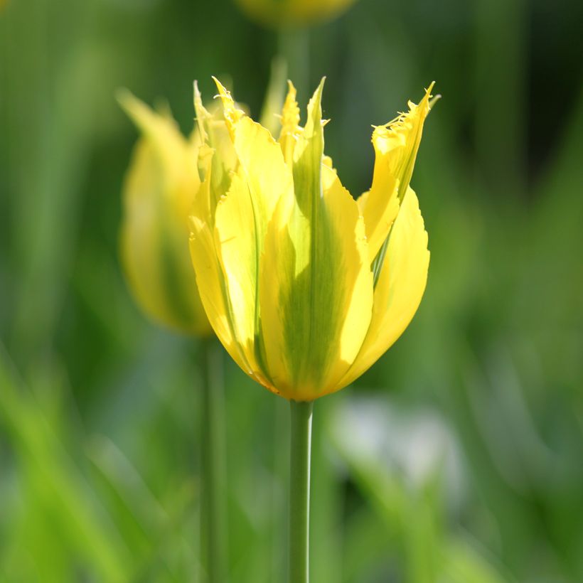 Tulipa viridiflora Green Mile (Flowering)